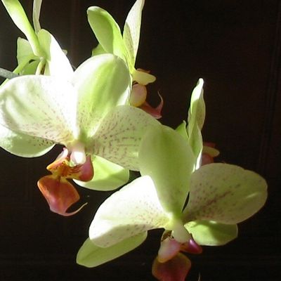 Orchidée - février 2008