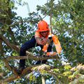 ETCC. EUROPEAN TREE CLIMBING CHAMPIONSHIP 2018, PARC DE THOIRY, FRANCE. JOURNEE QUALIFICATIVE DU 30 JUIN 2018.