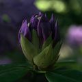 Le tour des Rhododendrons. 