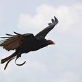 Urubu à tête rouge * Turkey vulture