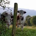 Faut-il avoir peur des vaches ?