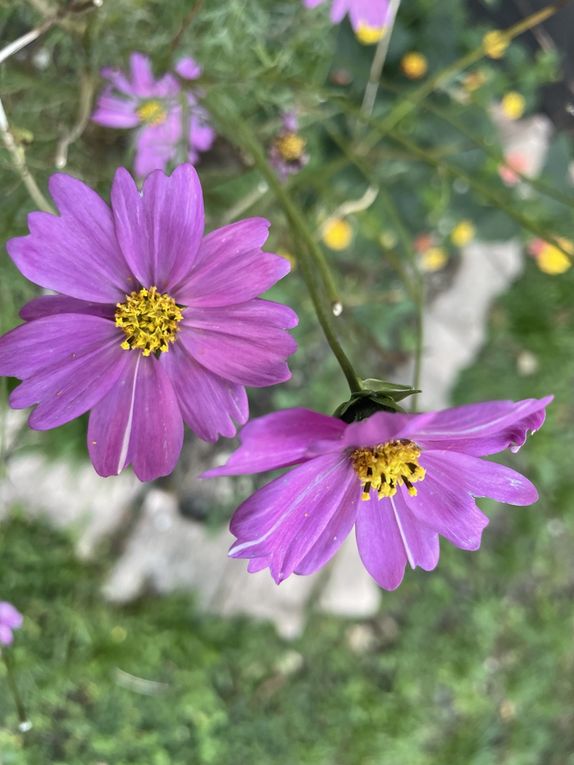 Mardi 04 novembre 2025: mes photos datent d'hier, les oiseaux avant la tonte , Dernière tonte , les fleurs bravent novembre, pause et silence contemplatif , les nuages pardessus le toit de ma cabane de jardin , mon diapo s'en suit ...