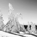   Les Vosges ( Noir et blanc )