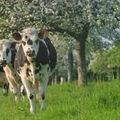 Vaches normandes ou "pisseuses de lait" maltraitées? Le coup de gueule de Jean DENIS