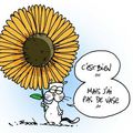 Le tournesol