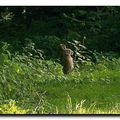 Le lapin de garenne