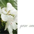géranium, hortensia, lierre,