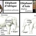 Éléphants d'Asie et éléphants d'Afrique
