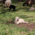 Suites des moutons de Carnac