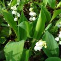 MUGUET