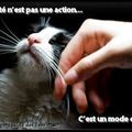 [GRIF'Abrite] Faire garder 30 chats, c’est possible!