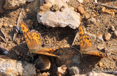 Couple de papillons