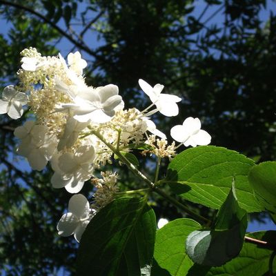 Fleur blanche