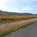 Vignes aux couleurs de l'automne