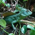 La locomotion chez les reptiles