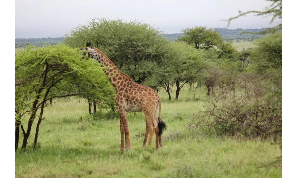 La vie des girafes