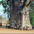 LES PLUS GRANDS ARBRES DE LA TERRE