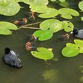 Une belle famille de foulques au printemps à Arquenne