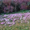 En mars dans le jardin de la Galerie des Collines