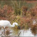 Fin octobre en Camargue (suite)