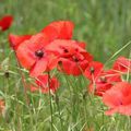 Retour dans la prairie aux coquelicots