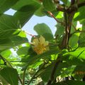 Premières fleurs sur les pieds de kiwi