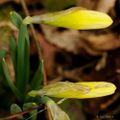 Jonquilles, belles du printemps 