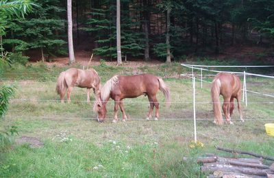 Elle descend de la montagne à cheval