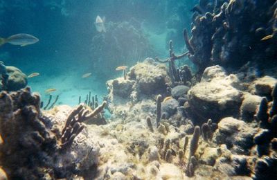 L'expédition Deepsea Challenge de James Cameron