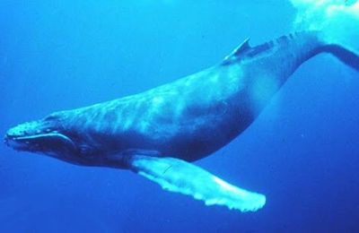 La baleine à bosse, un très gros mamifère marin