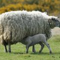 La famille des moutons