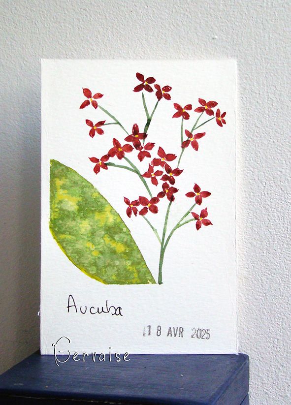 30 Aucuba