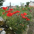 Coquelicots : quand la nature reprend ses droits !