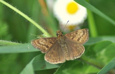 Erynnis tages Pyrginae