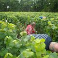 11 09 04  On cherche, on fouille, on regarde sous chaque feuille...