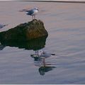 Mouettes de la Cotinière (Île d'Oléron)