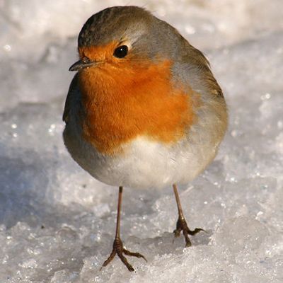 Pauvre oiseau au froid