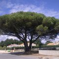 L'arbre solitaire