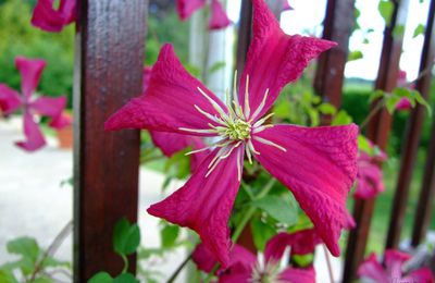 Beauté en terrasse