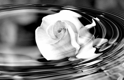 Reflet d'une rose sur l'eau