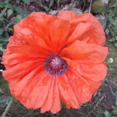 Quelques fleurs