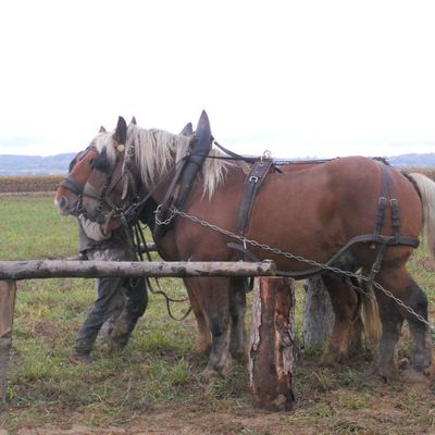 Concours de débardage a Serpaize