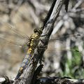 Orthetrum cancellatum (Orthétrum réticulé)