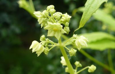 Une découverte dans notre jardin....la cyclanthère