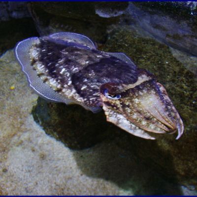 Immerssion au pays du silence !