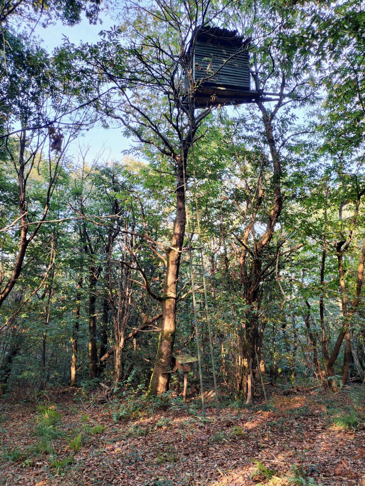 Ossenx, dans les bois, palombière.... (64)
