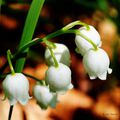 Muguet en juin