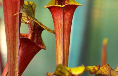 SFR07 - flava var. rubricorpora, Large throat patch, WS[Mark Dunsford, seedling from ICPS seed banck], ( F118 M.K.)