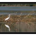 Aigrette garzette - Salagou (Hérault 34)