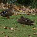 canards